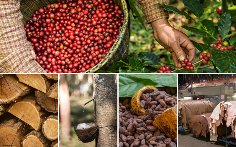 Understanding What the EUDR